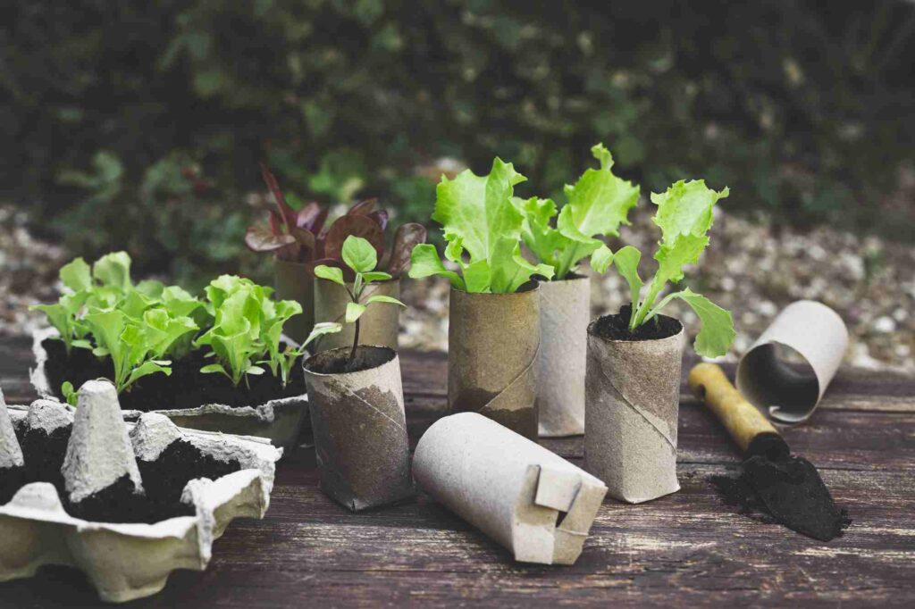 cardboard tube plant pots with leaves sprouting and a spade to the right