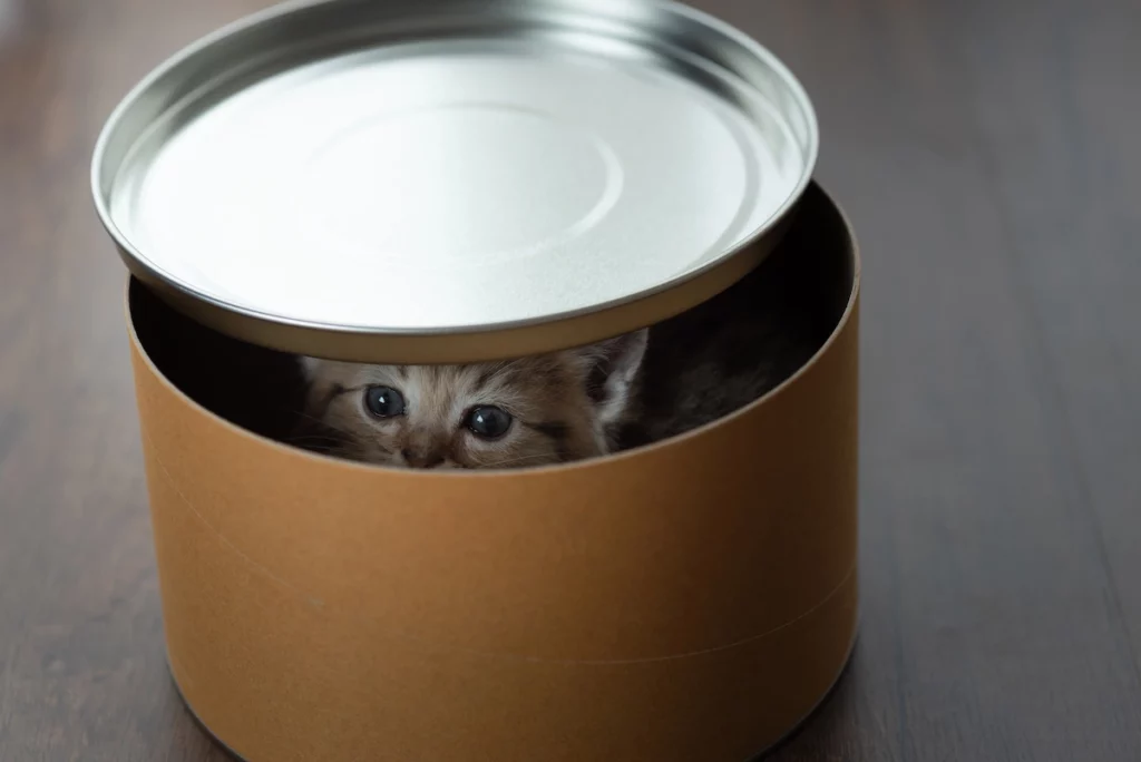 Cat in cardboard tube