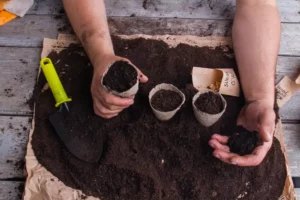 person adding soil to cardboard plant pots
