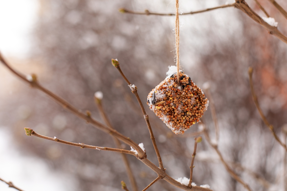 Bird feeder